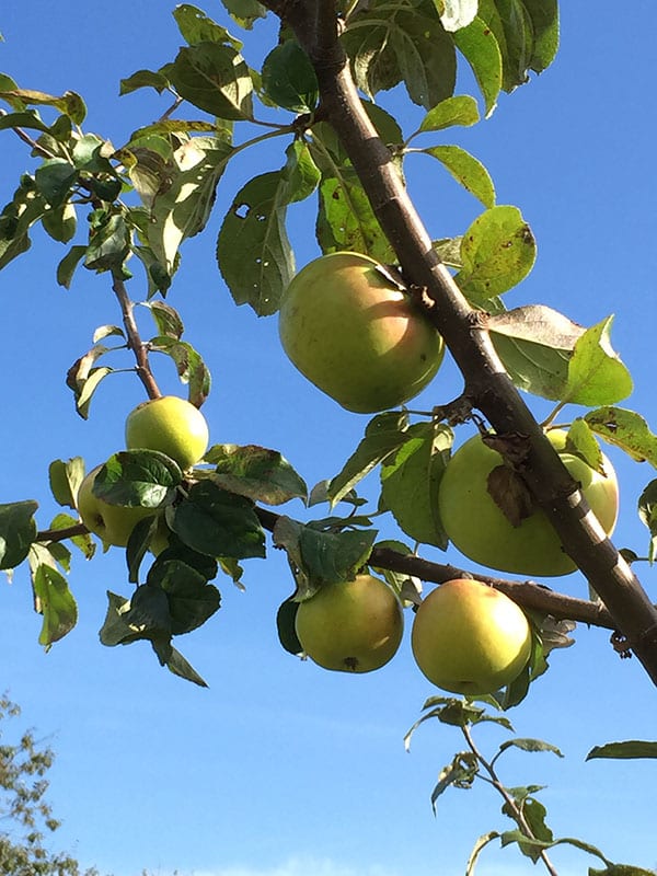 Hocking Green Apple